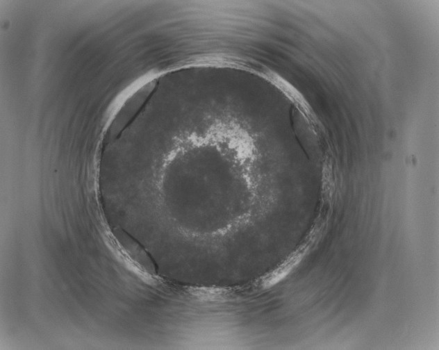 X0000085050854200703191257