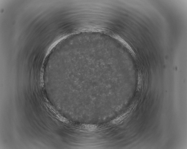 X0000085050878200703191256