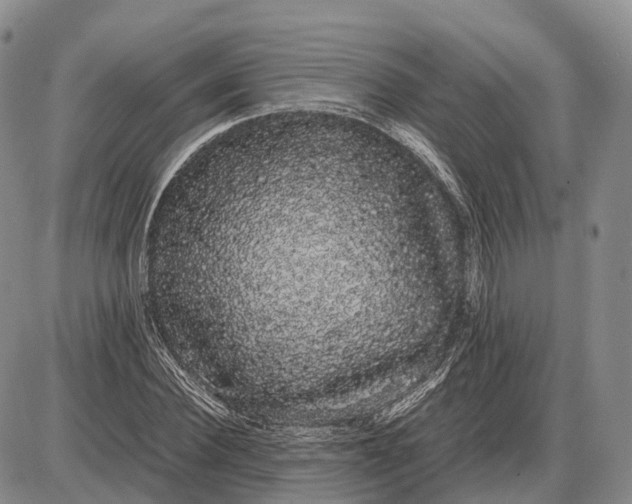 X0000085050924200703191255