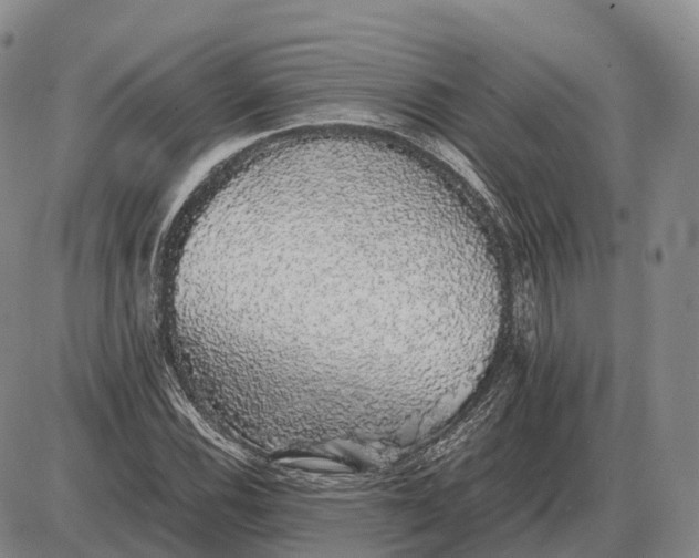 X0000085051116200703191252