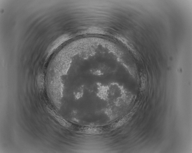 X0000085051266200703191250