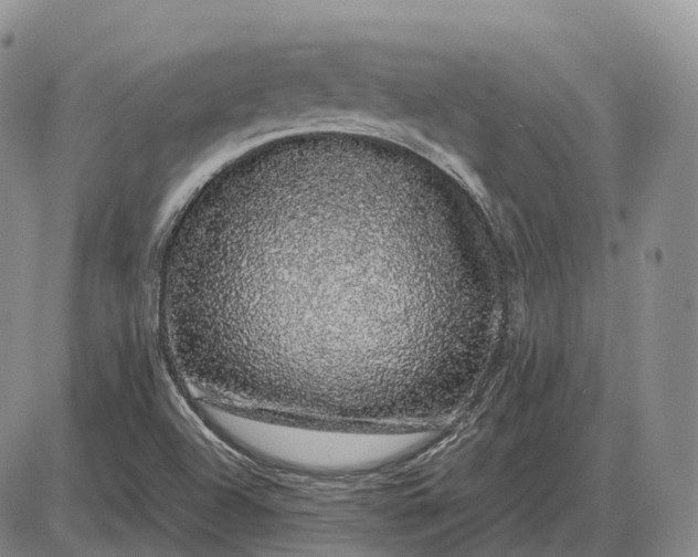 X0000085051504200703191245