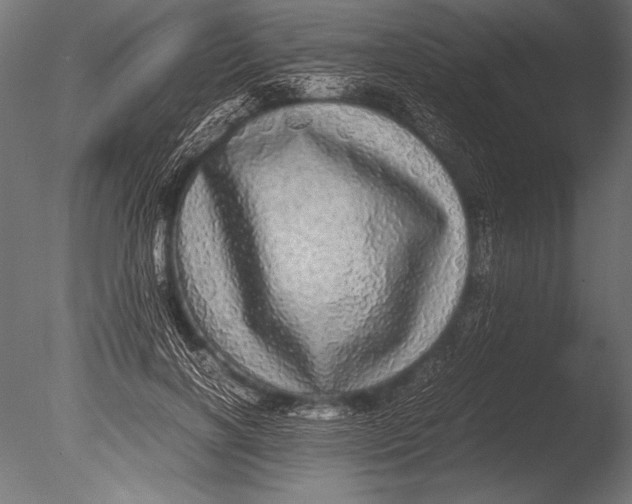 X0000085050646200703261139