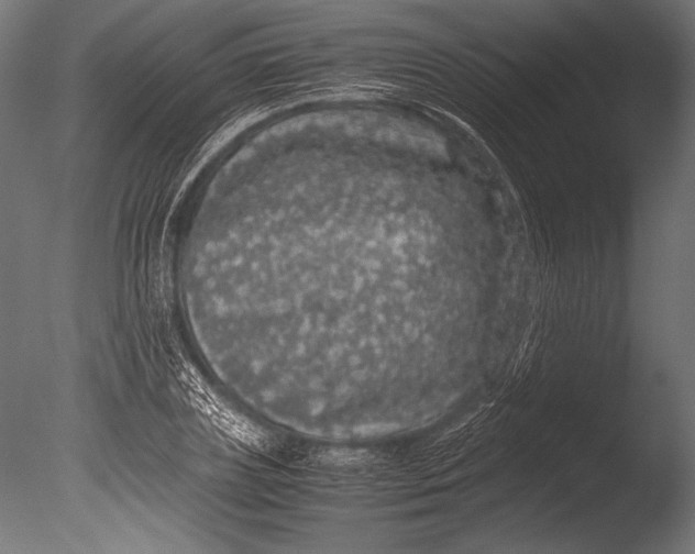 X0000085050835200703261135