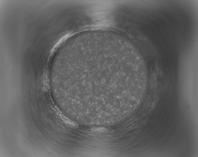X0000085051454200703261125