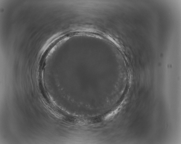 X0000085050199200704021328