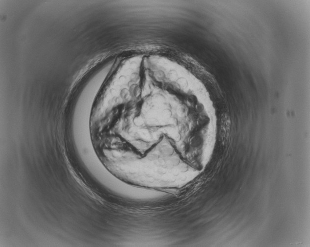 X0000085050734200704021319