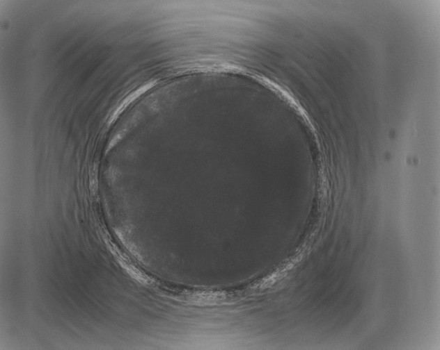 X0000085050889200704021316