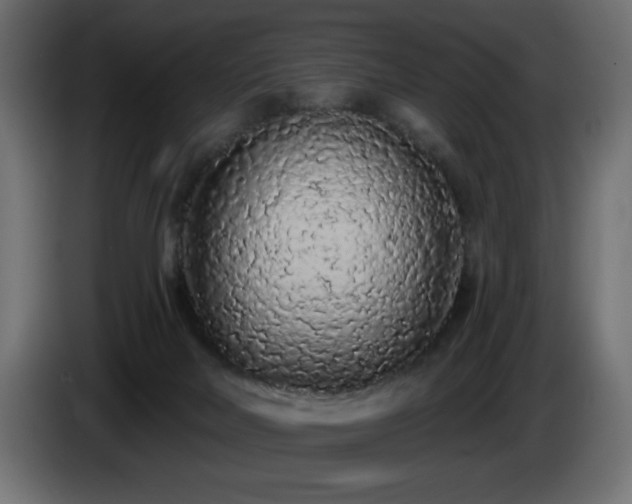 X0000085060026200703051449