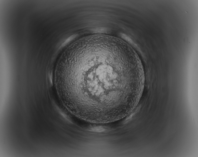 X0000085060062200703051448