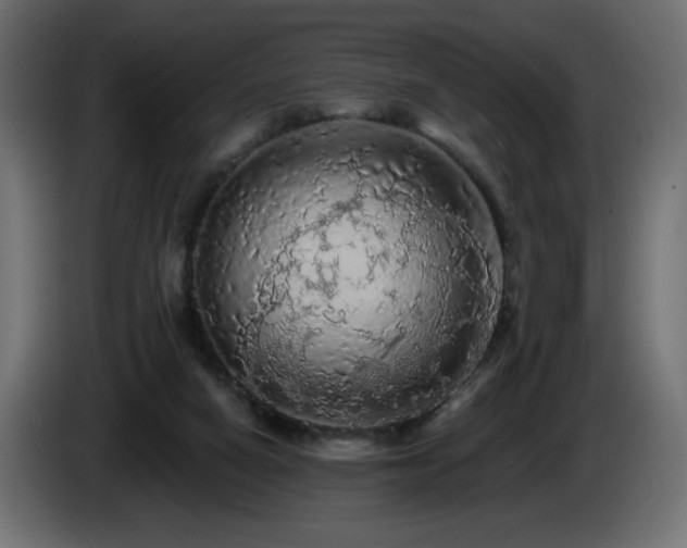 X0000085060066200703051448