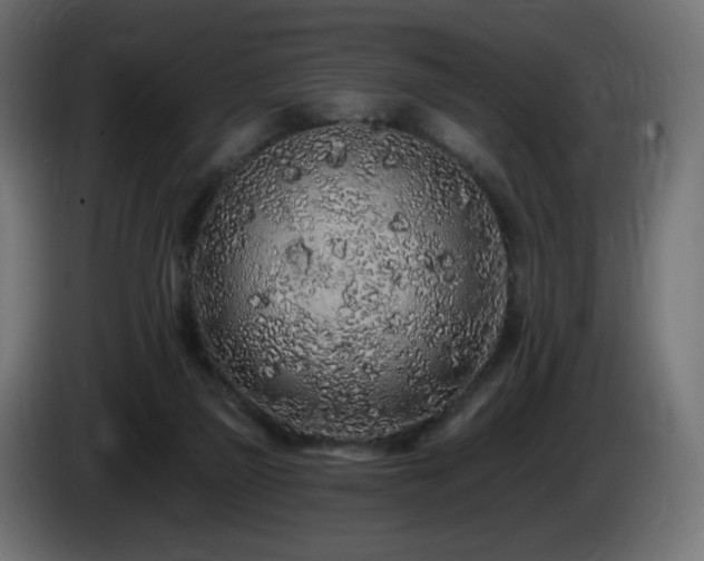 X0000085060165200703051446