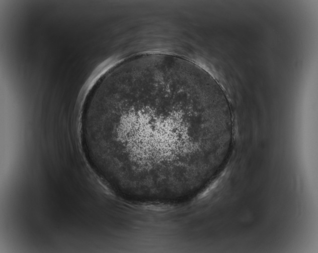 X0000085060199200703051446