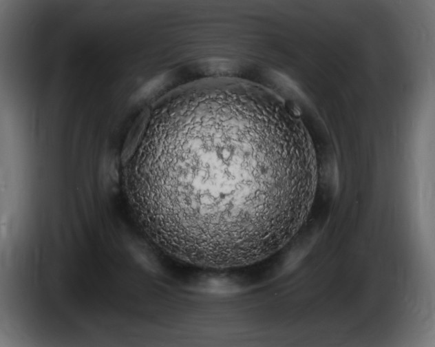 X0000085060264200703051445