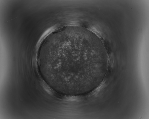X0000085060293200703051445