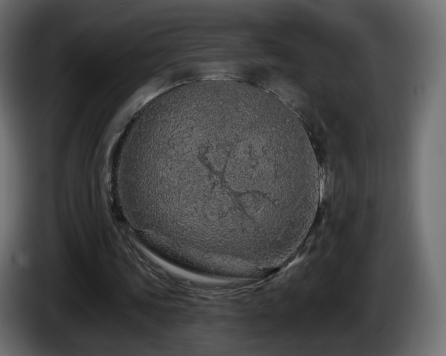 X0000085060339200703051444
