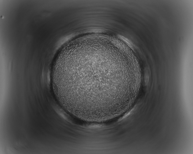 X0000085060350200703051444