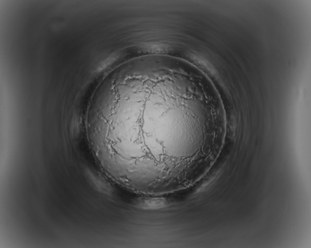 X0000085060355200703051444