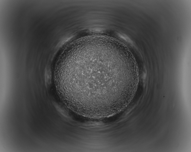 X0000085060552200703051441