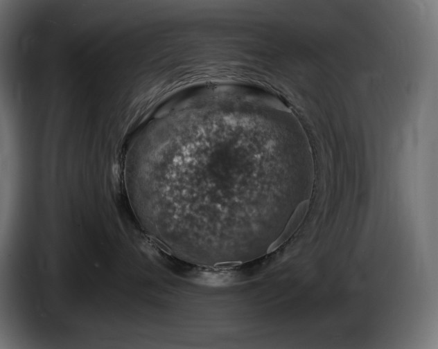 X0000085060720200703051439