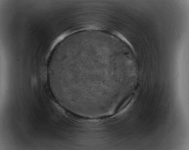 X0000085061067200703051434