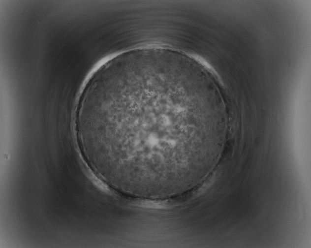 X0000085061086200703051434
