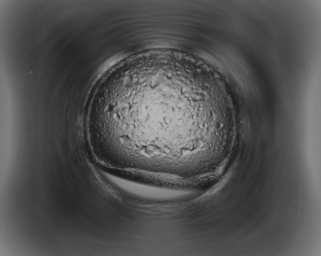 X0000085061121200703051433