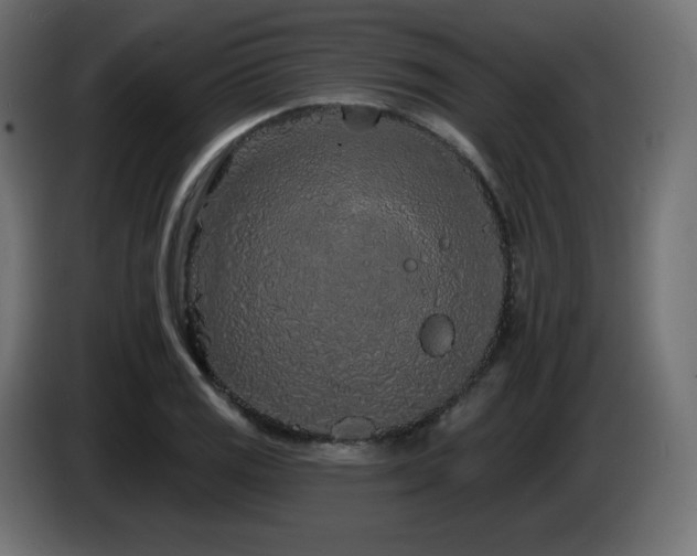 X0000085061125200703051433