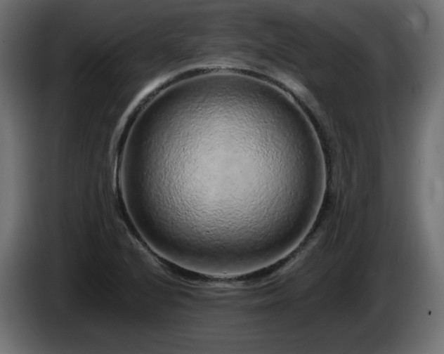 X0000085061224200703051432