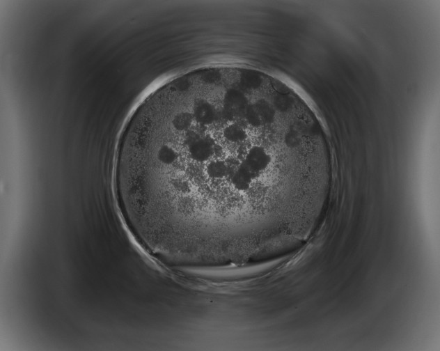 X0000085061245200703051432