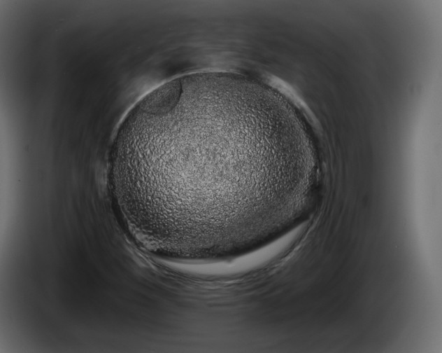 X0000085061260200703051431
