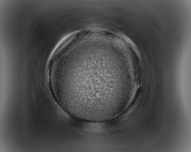 X0000085061376200703051429
