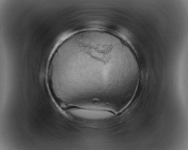X0000085061379200703051429