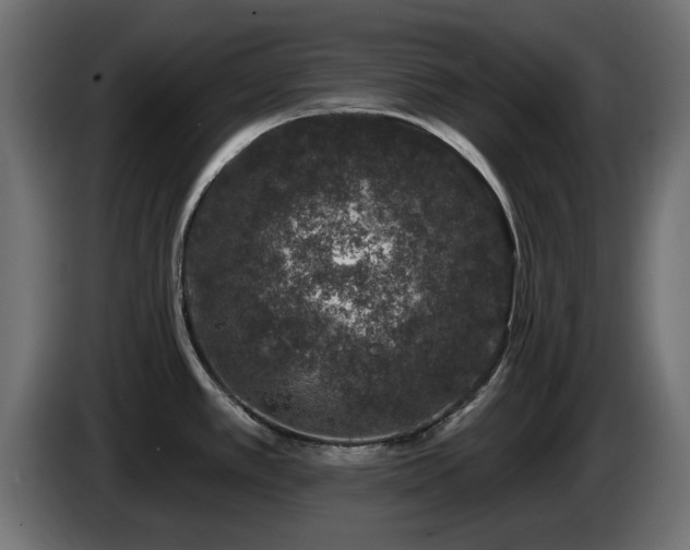 X0000085061389200703051429