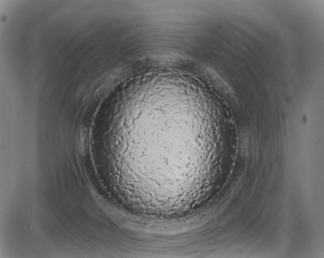 X0000085060026200703121536