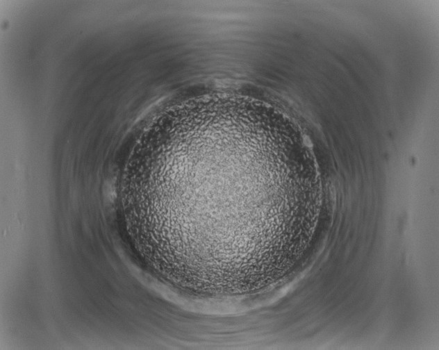 X0000085060032200703121536