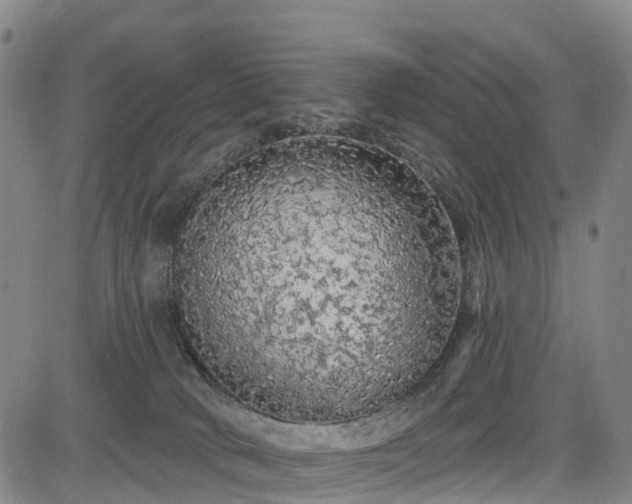 X0000085060034200703121536