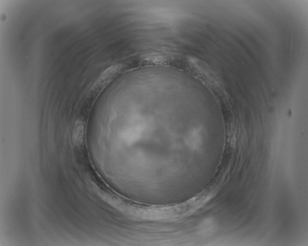 X0000085060036200703121536