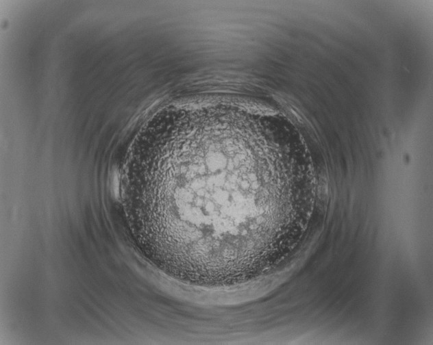 X0000085060046200703121536