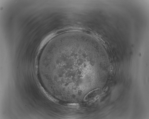 X0000085060053200703121535