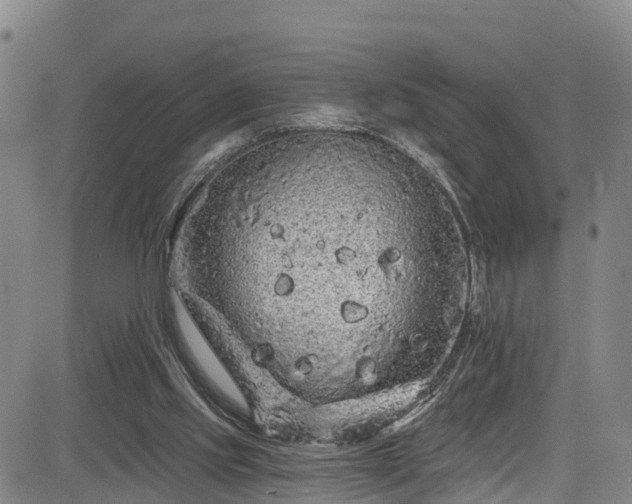 X0000085060061200703121535