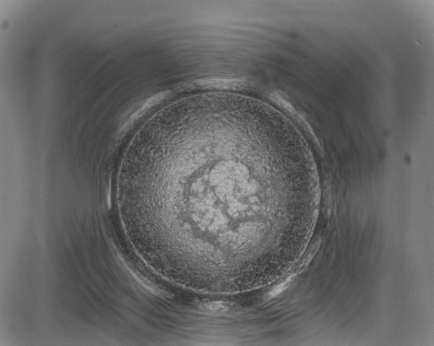 X0000085060062200703121535