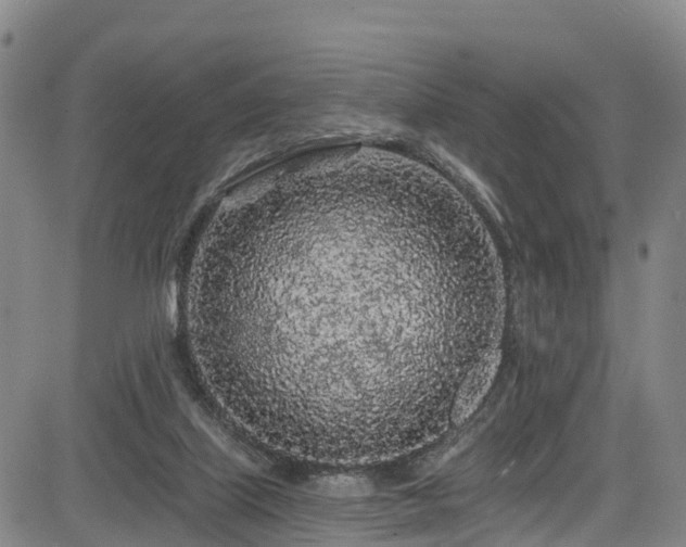 X0000085060067200703121535