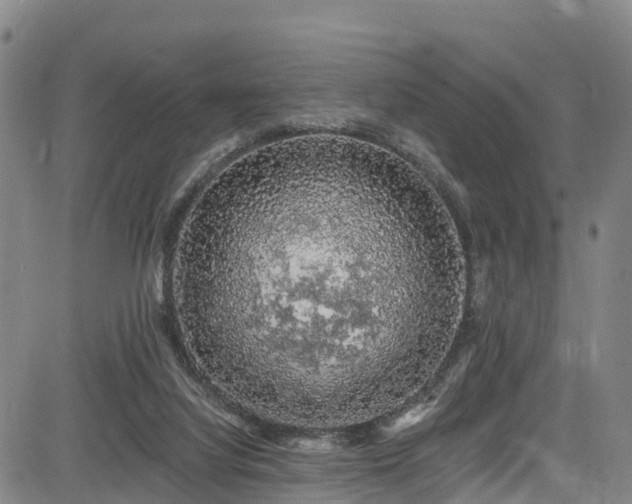 X0000085060068200703121536