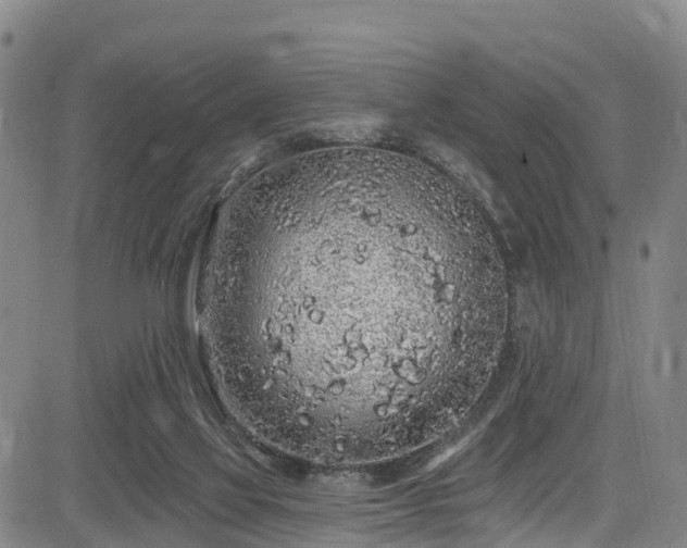 X0000085060069200703121536