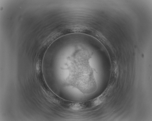 X0000085060074200703121536