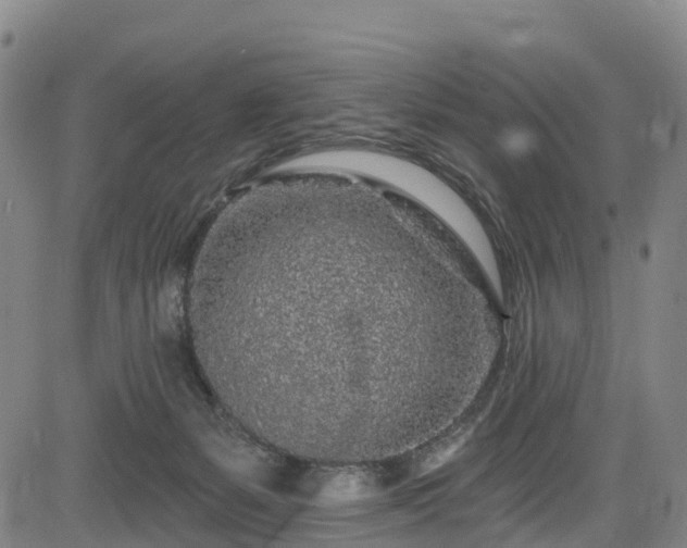 X0000085060127200703121535