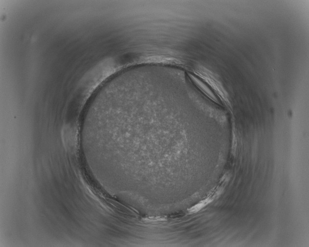 X0000085060156200703121534