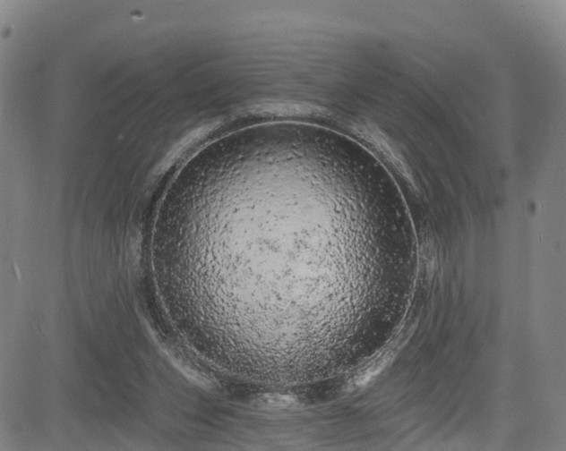 X0000085060159200703121534