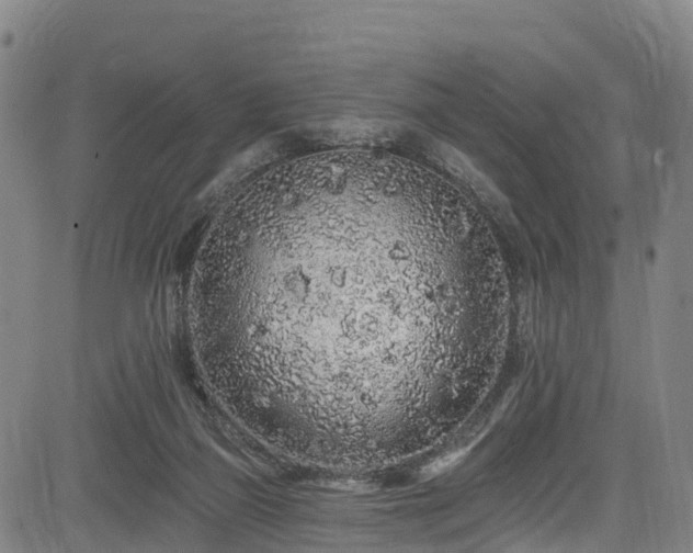 X0000085060165200703121534